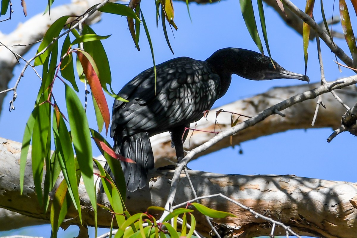 Little Black Cormorant - ML208418171