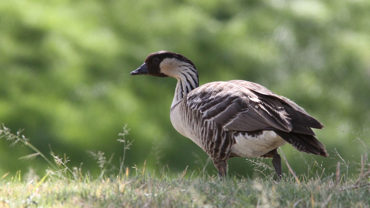 Hawaiian Goose - ML20841851