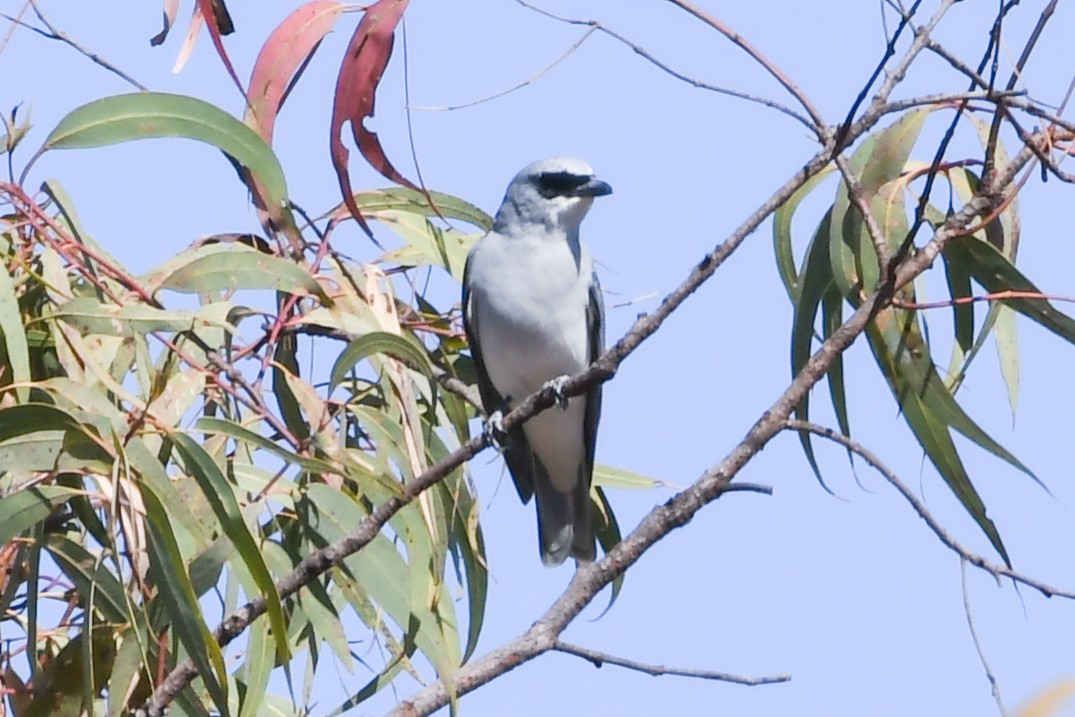 White-bellied Cuckooshrike - ML208418741