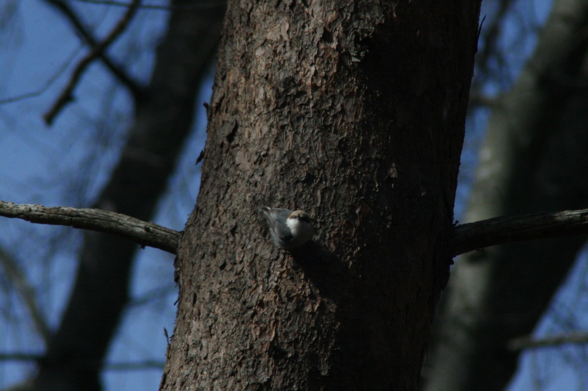 Brown-headed Nuthatch - ML20841911