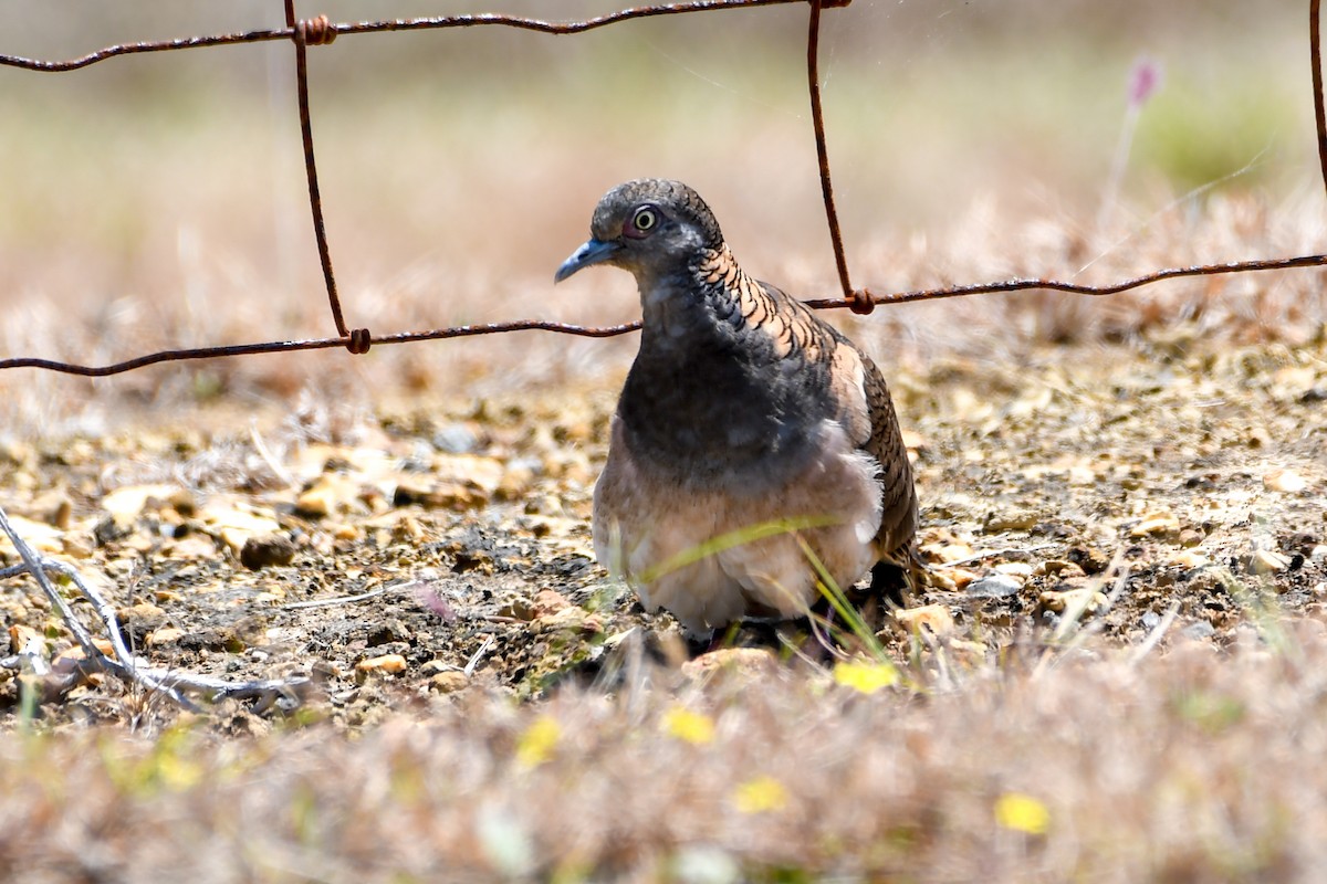 Bar-shouldered Dove - ML208419661