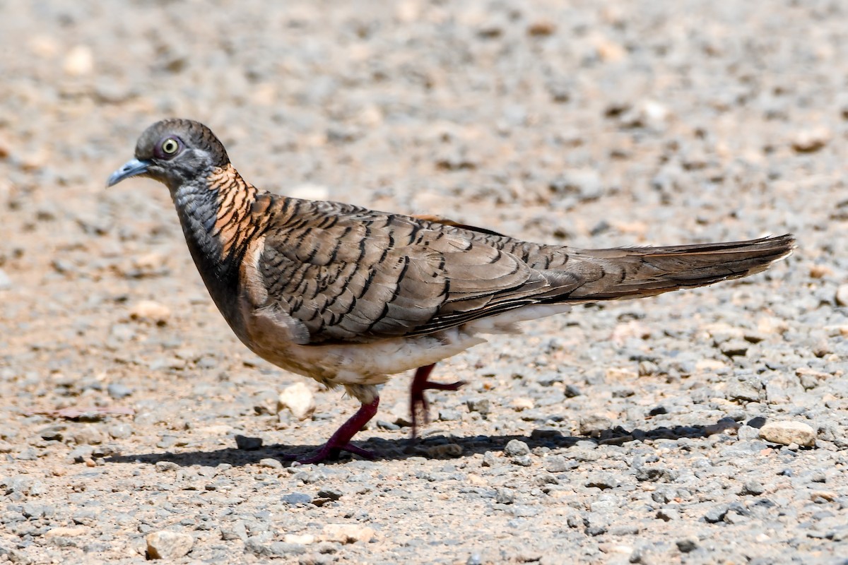 Bar-shouldered Dove - ML208419831