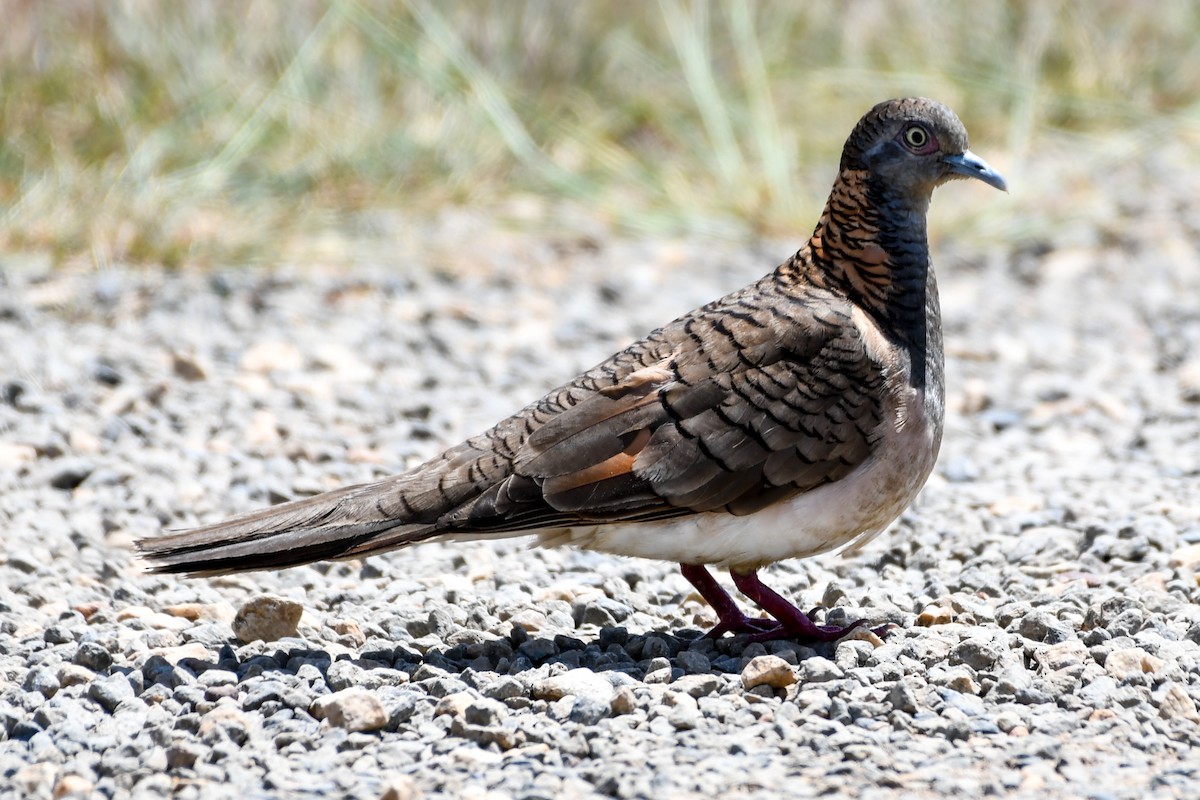 Bar-shouldered Dove - ML208419941