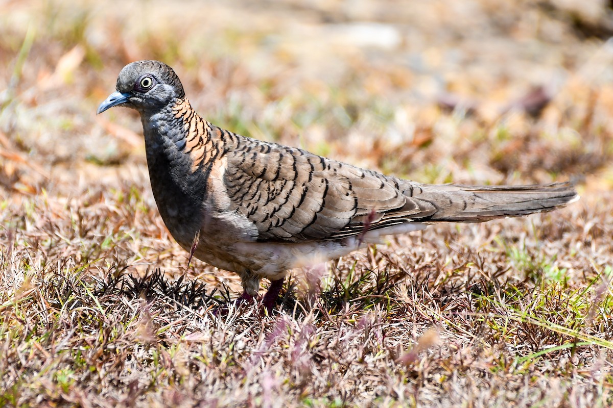 Bar-shouldered Dove - ML208419951