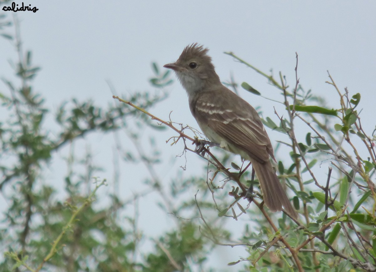 Large Elaenia - ML208420901