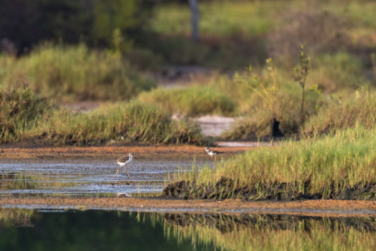 Black-winged Stilt - ML208421671