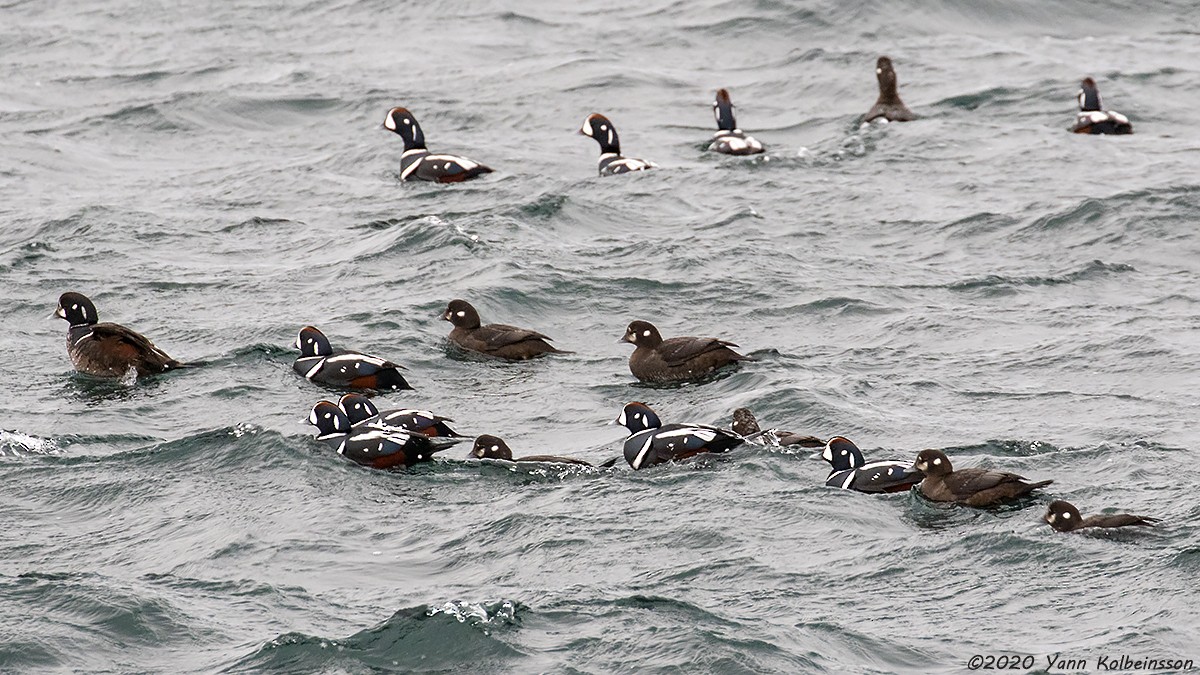 Harlequin Duck - Yann Kolbeinsson