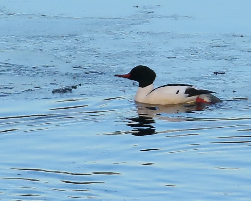 Common Merganser - ML208423451