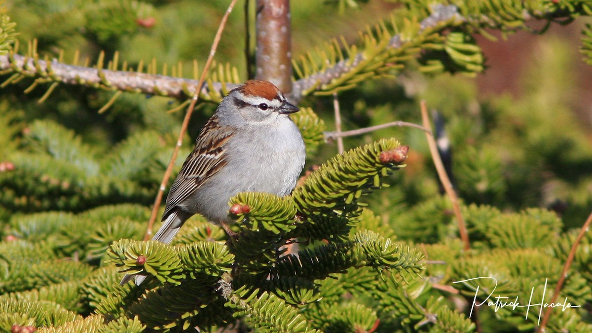 Chipping Sparrow - ML208423491