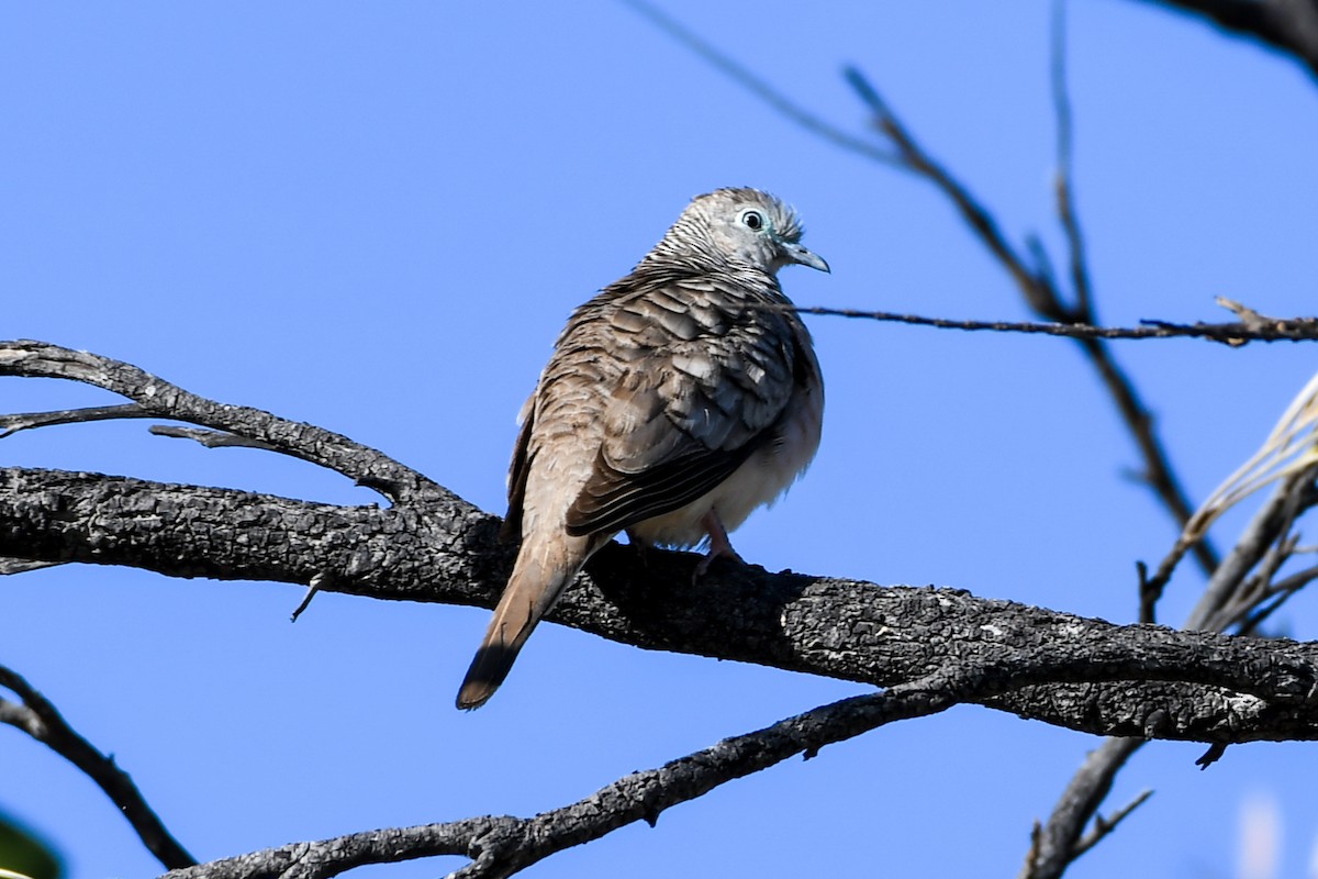 Peaceful Dove - ML208423751