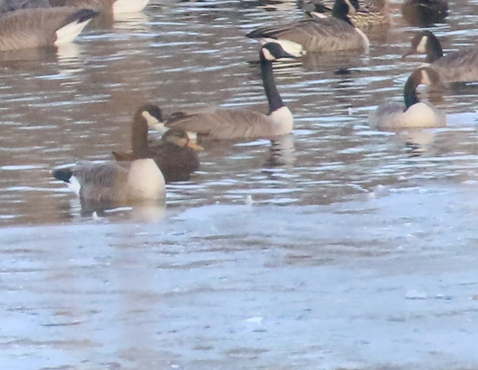 American Black Duck - ML208423851