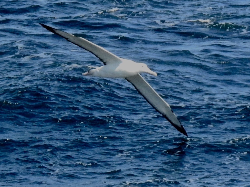Northern/Southern Royal Albatross - ML208425201