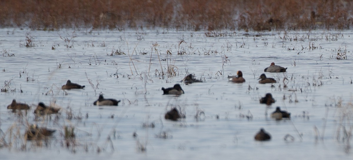 Eurasian Wigeon - ML20842541