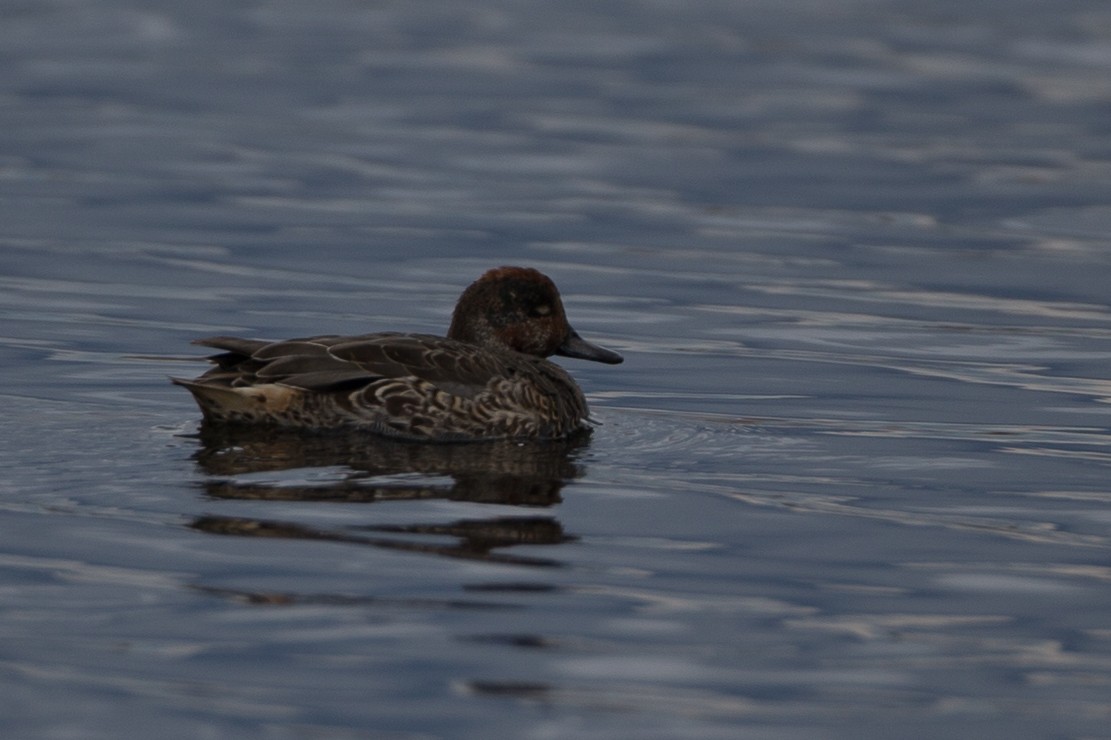 Green-winged Teal (American) - ML20842561