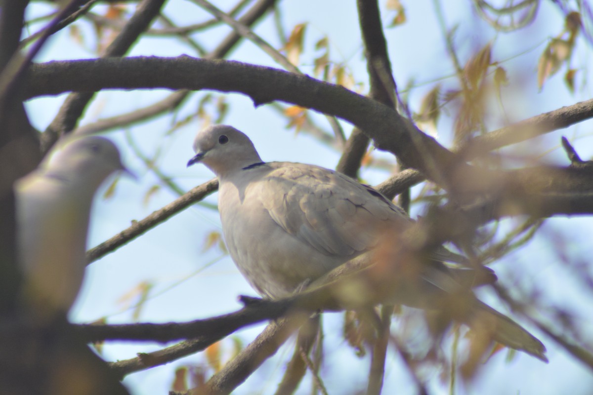 Eurasian Collared-Dove - ML208426661