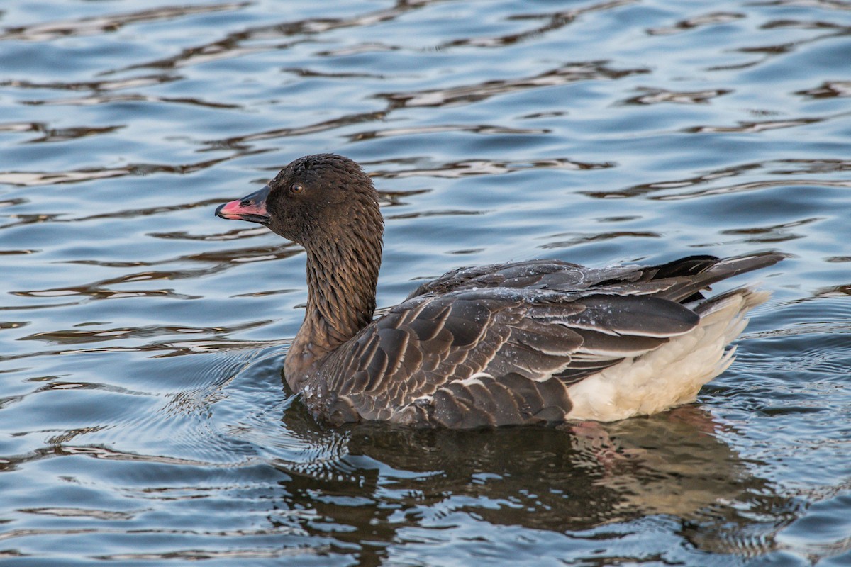 Pink-footed Goose - ML208427101