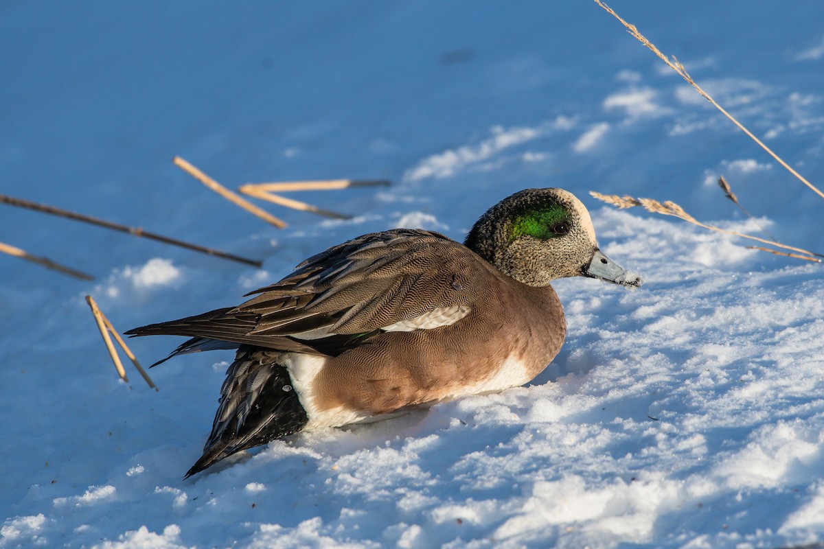 American Wigeon - ML208427211