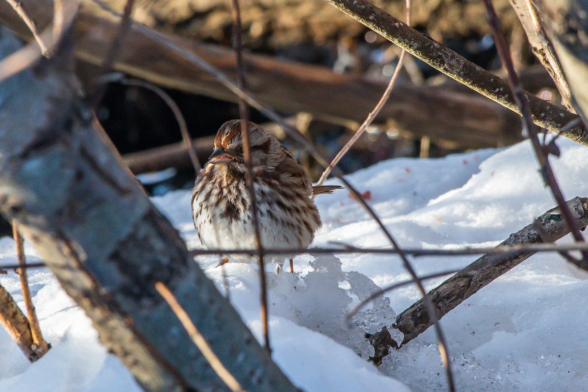 Song Sparrow - ML208427241