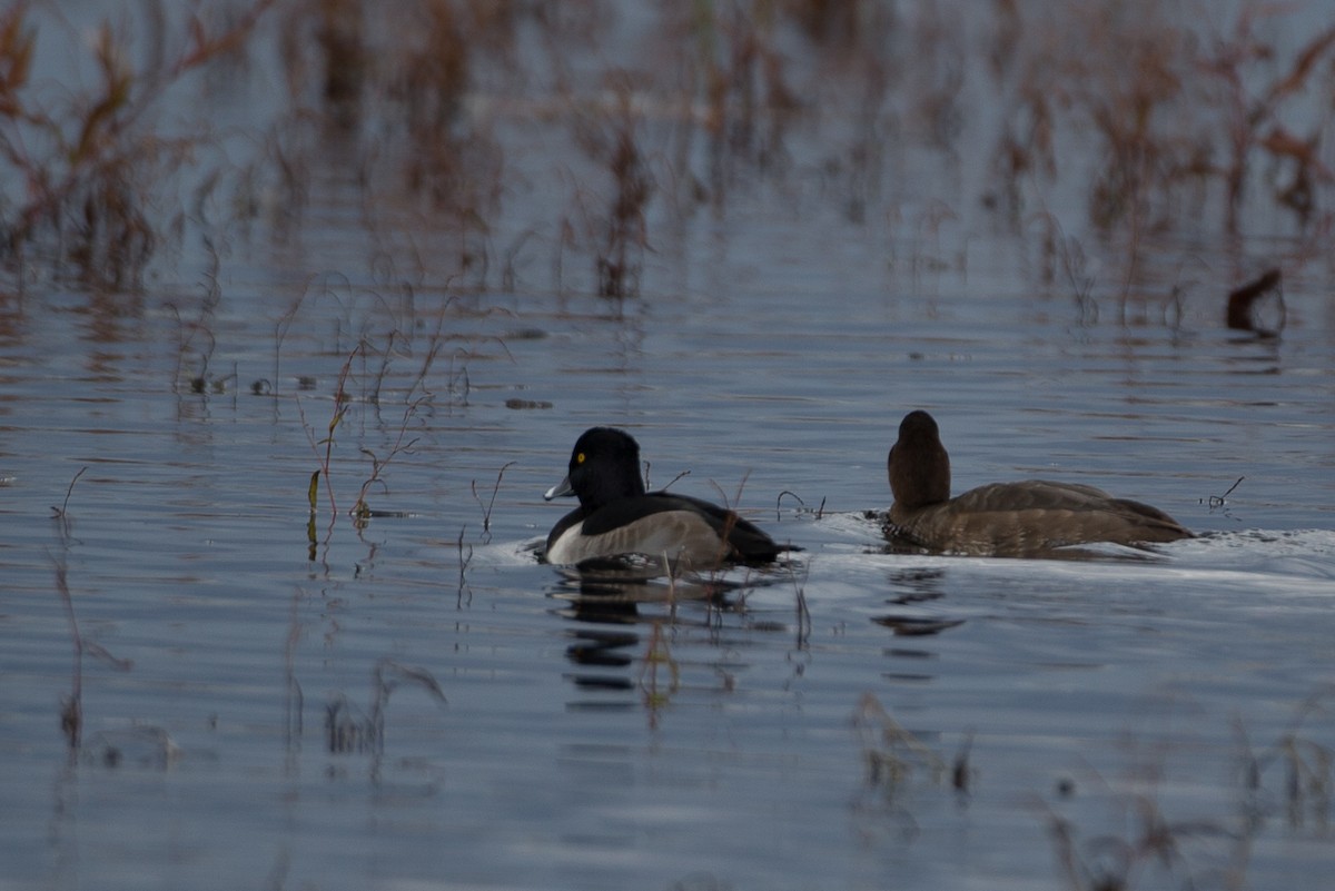 Ring-necked Duck - ML20842751