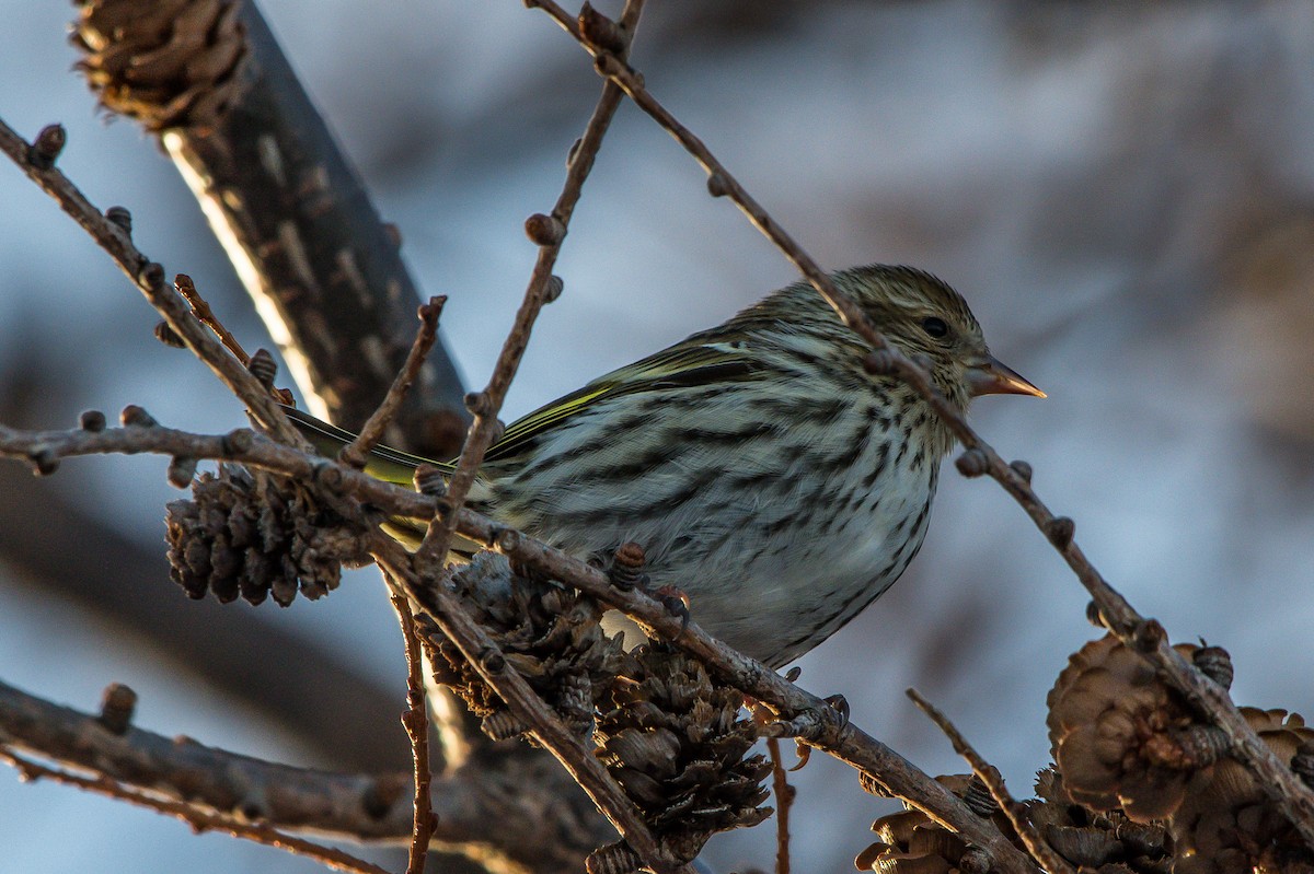 Pine Siskin - ML208427511