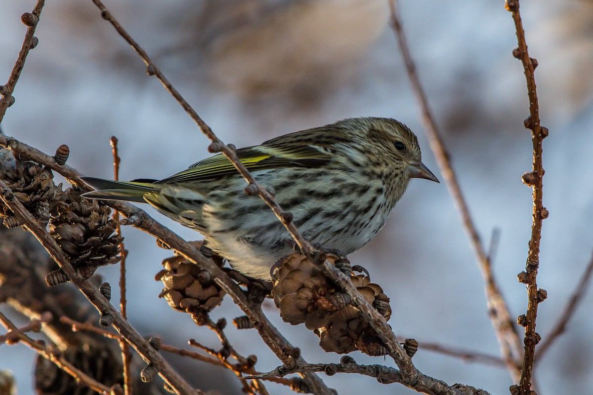 Pine Siskin - ML208427551