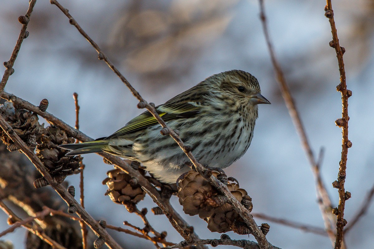 Pine Siskin - ML208427571