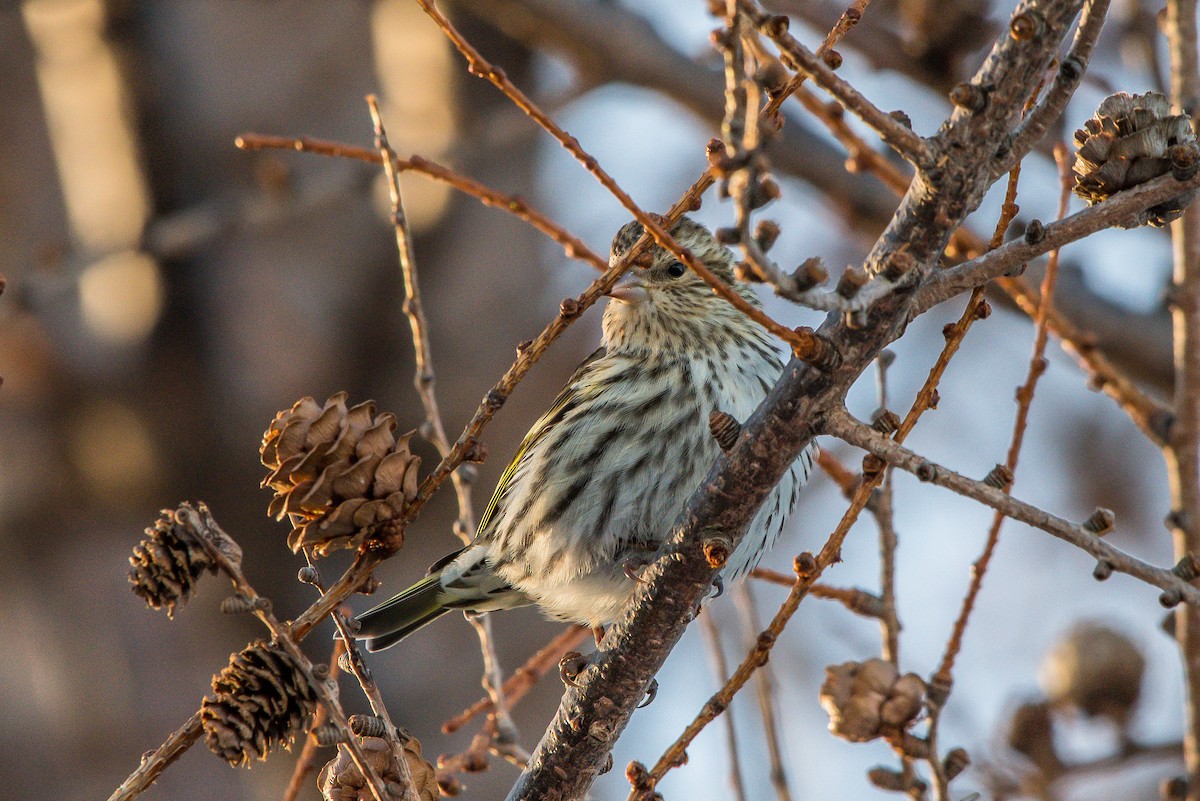 Pine Siskin - ML208427601