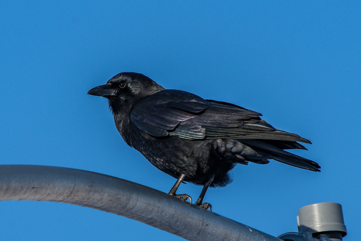 American Crow - ML208427791