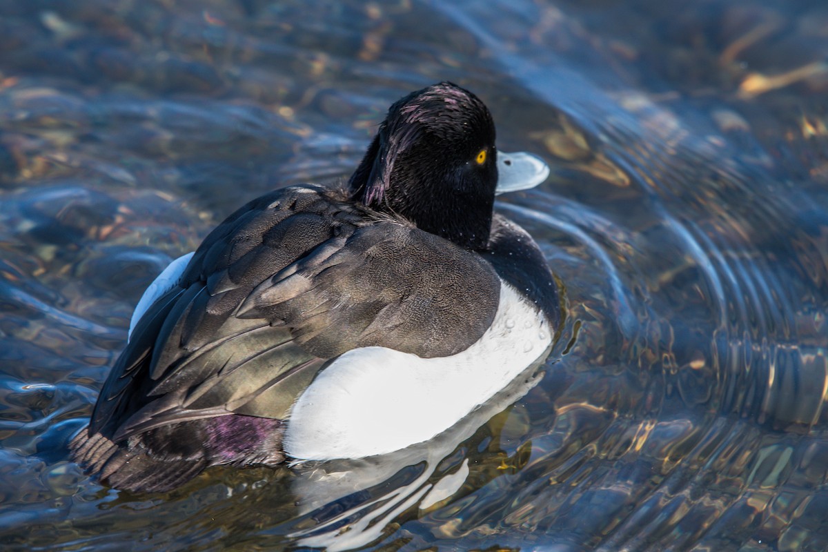 Tufted Duck - ML208427881