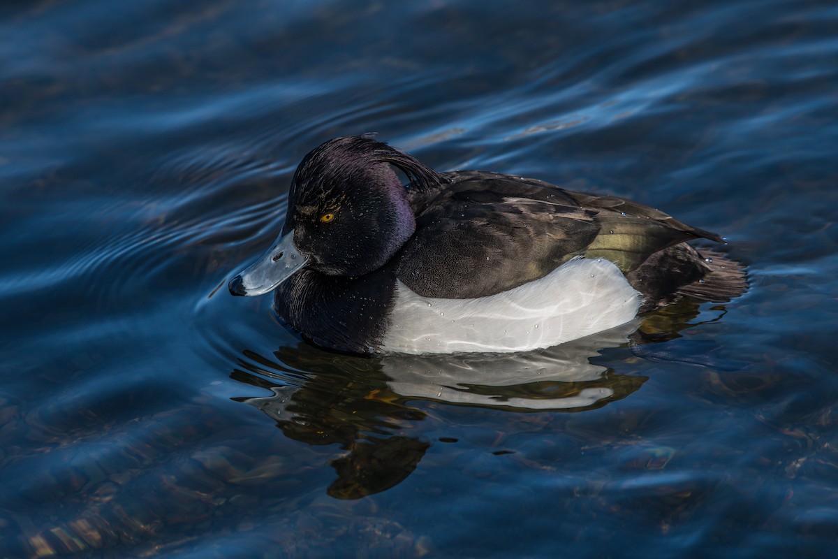 Tufted Duck - ML208427991