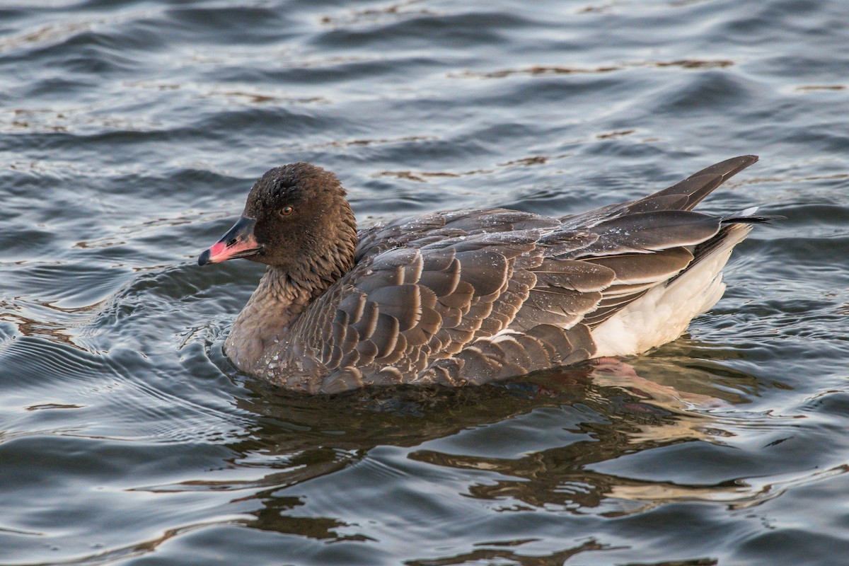 Pink-footed Goose - ML208428211