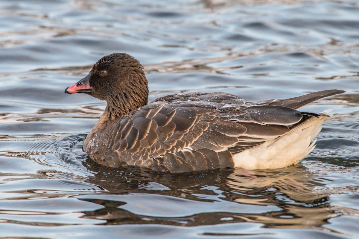 Pink-footed Goose - ML208428251