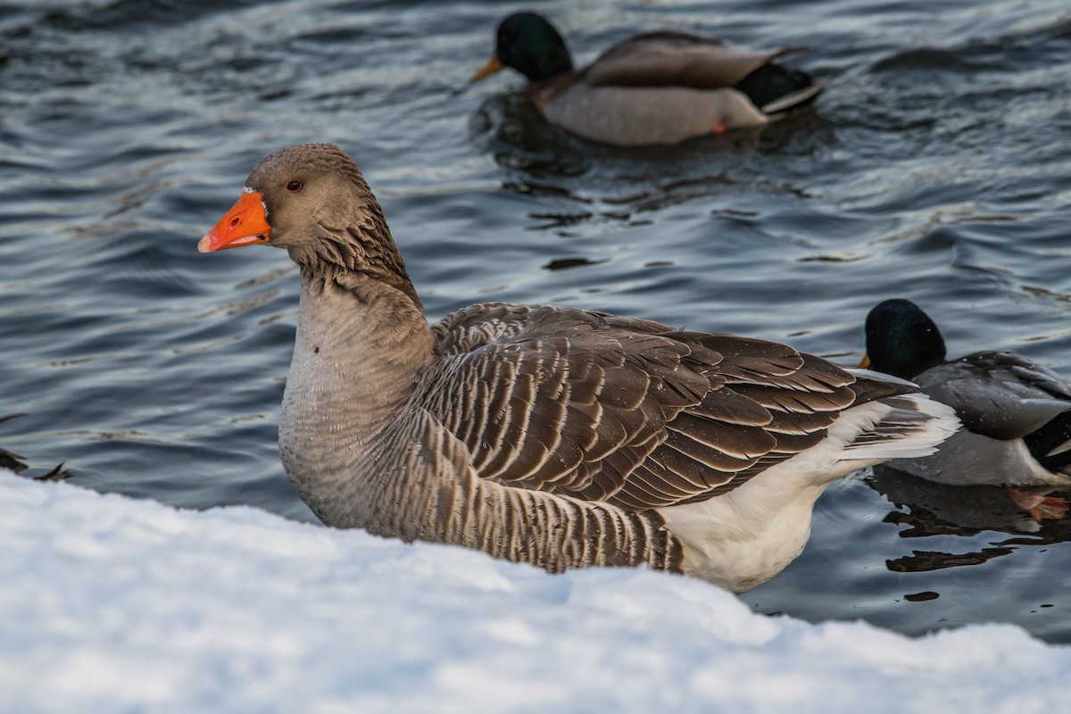 Graylag Goose (Domestic type) - ML208428311