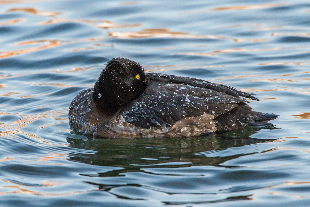 Tufted Duck - ML208428381