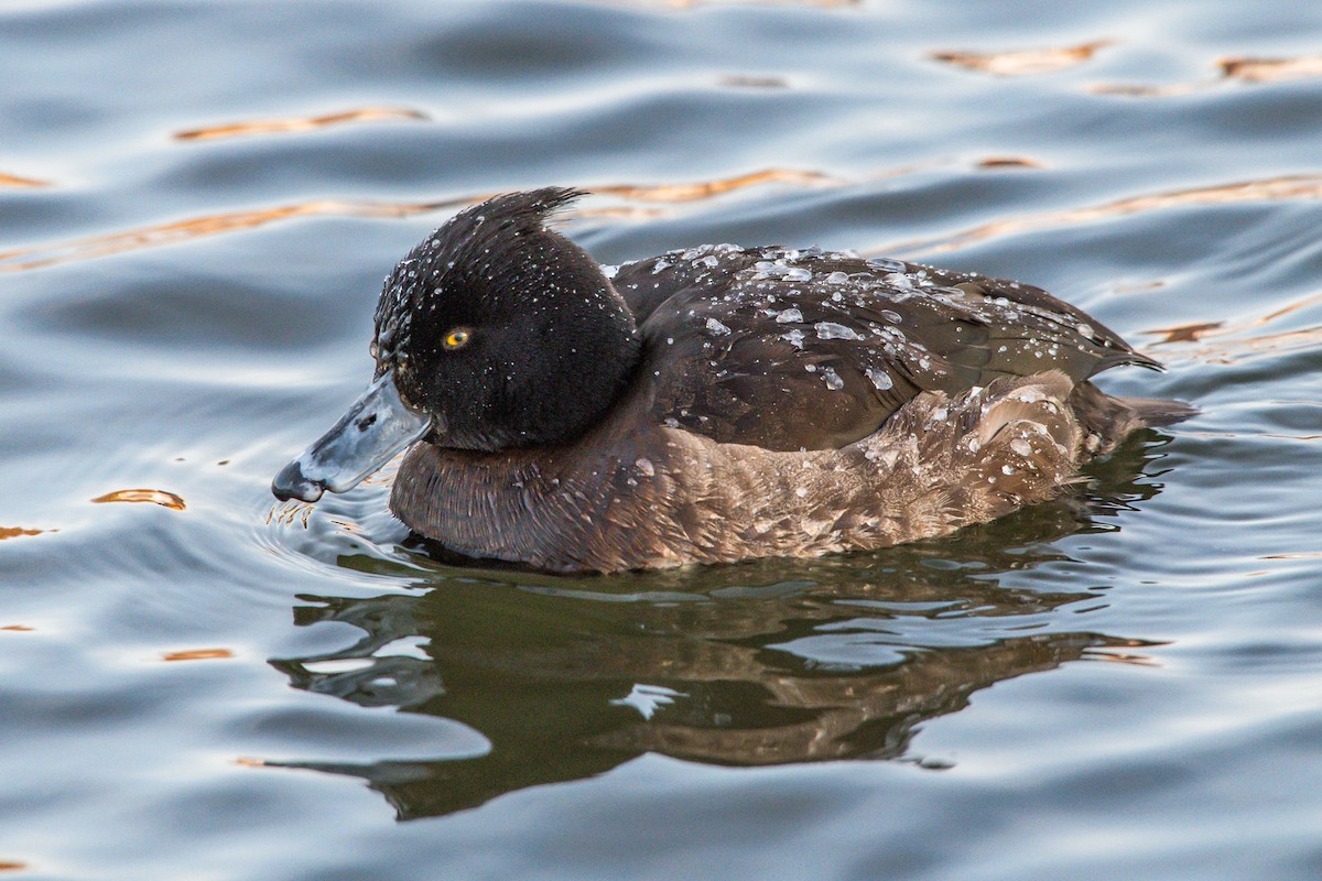 Tufted Duck - ML208428421