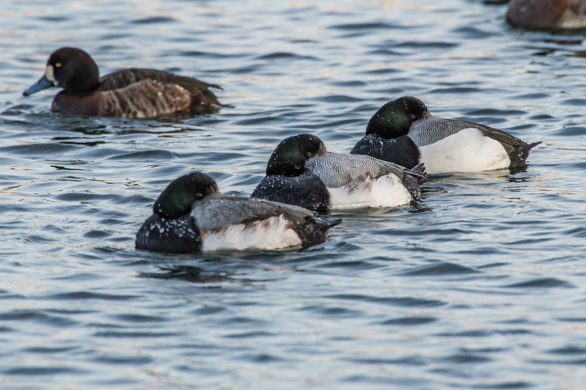 Greater Scaup - ML208428441