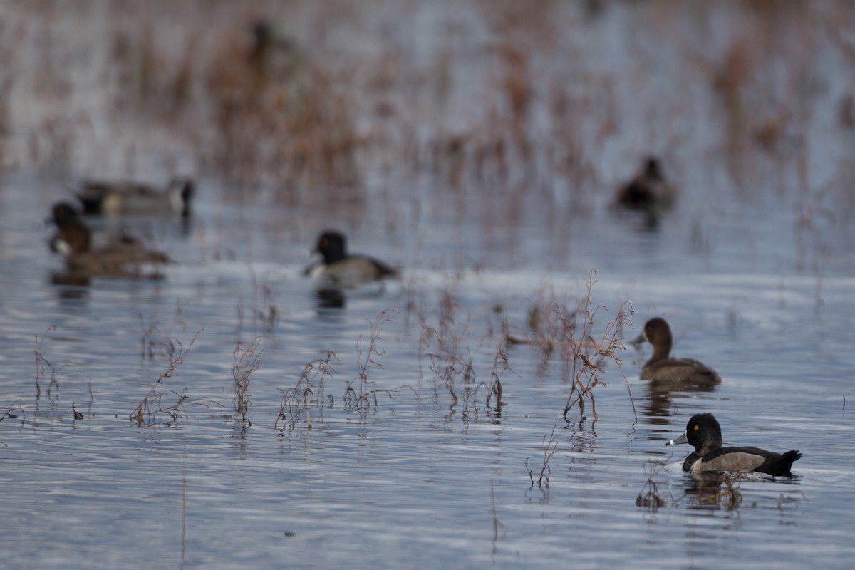 Ring-necked Duck - ML20842851