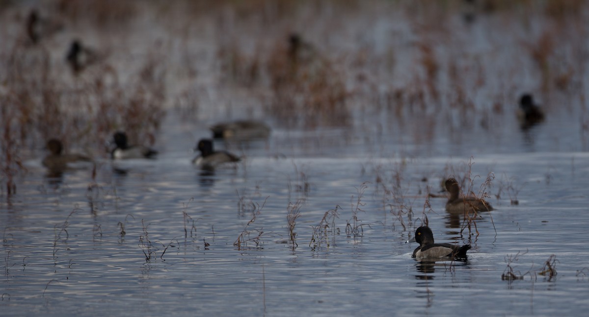 Ring-necked Duck - ML20842871