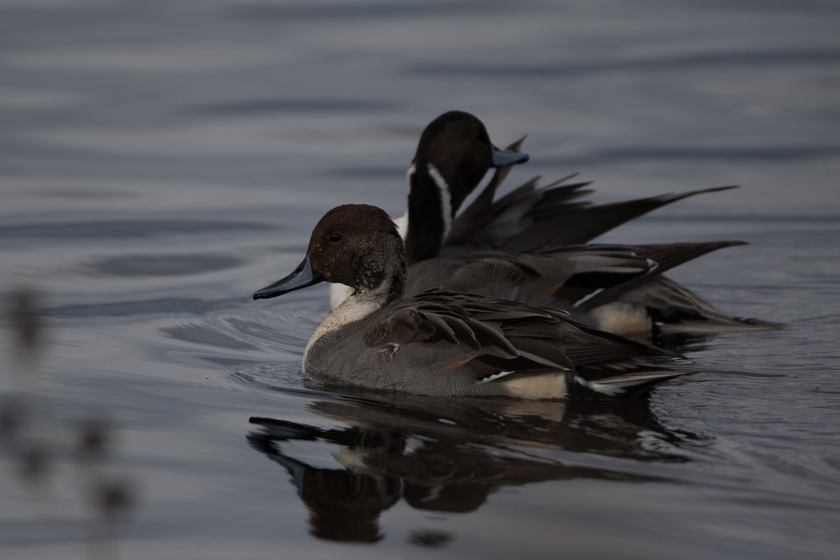 Northern Pintail - ML20843011