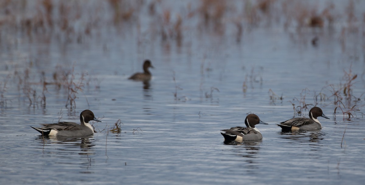 Northern Pintail - ML20843031