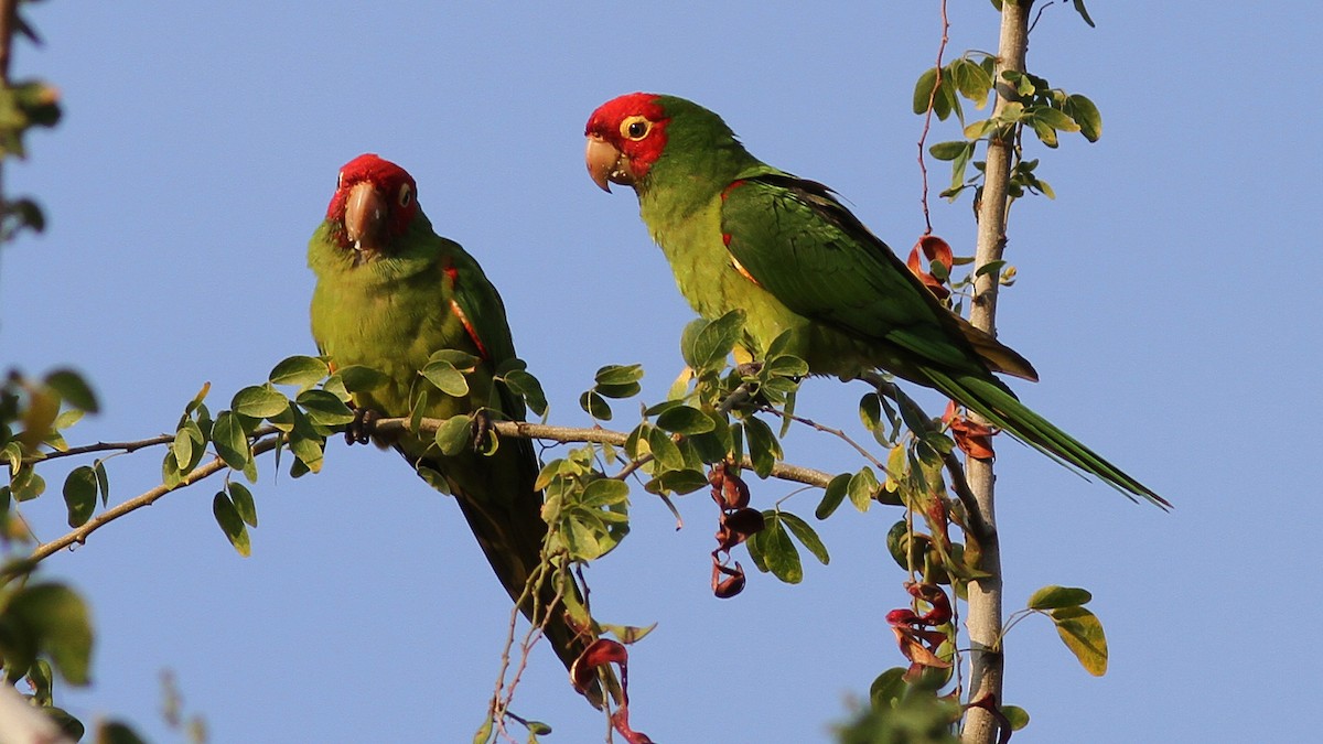 Guayaquil Papağanı - ML20843111