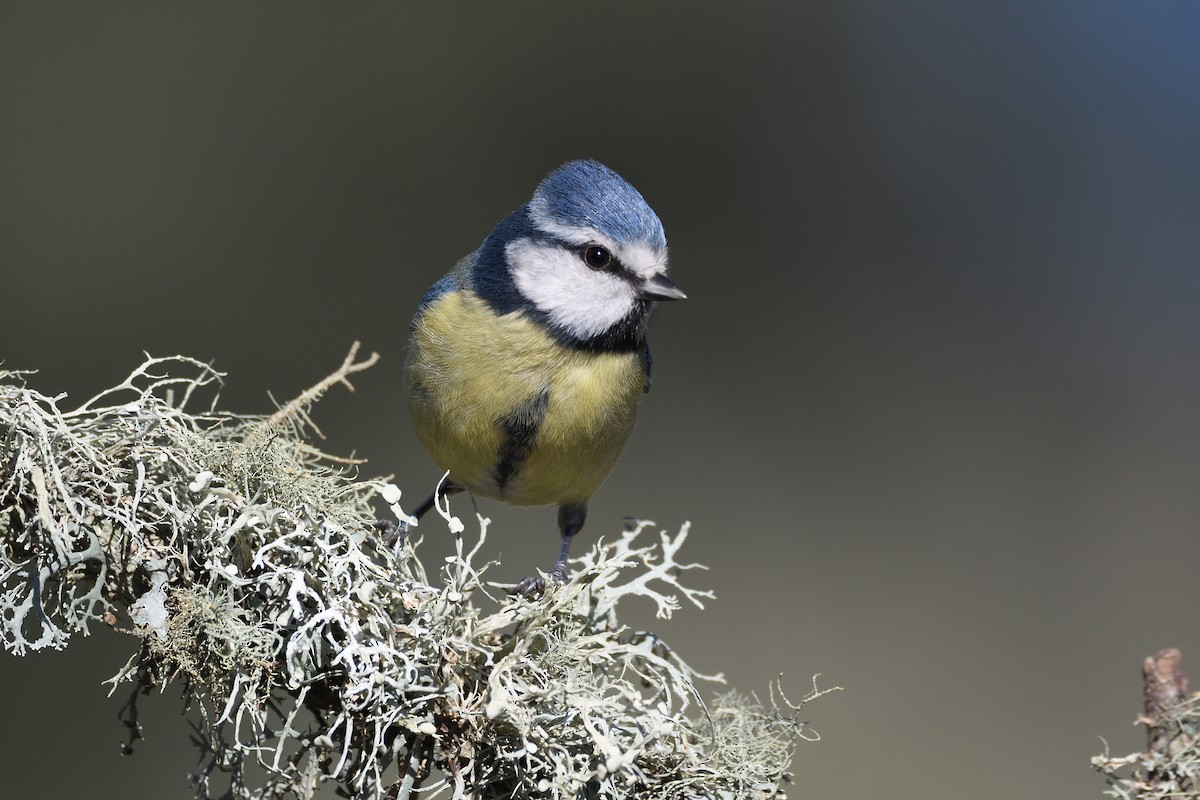 Eurasian Blue Tit - ML208432141