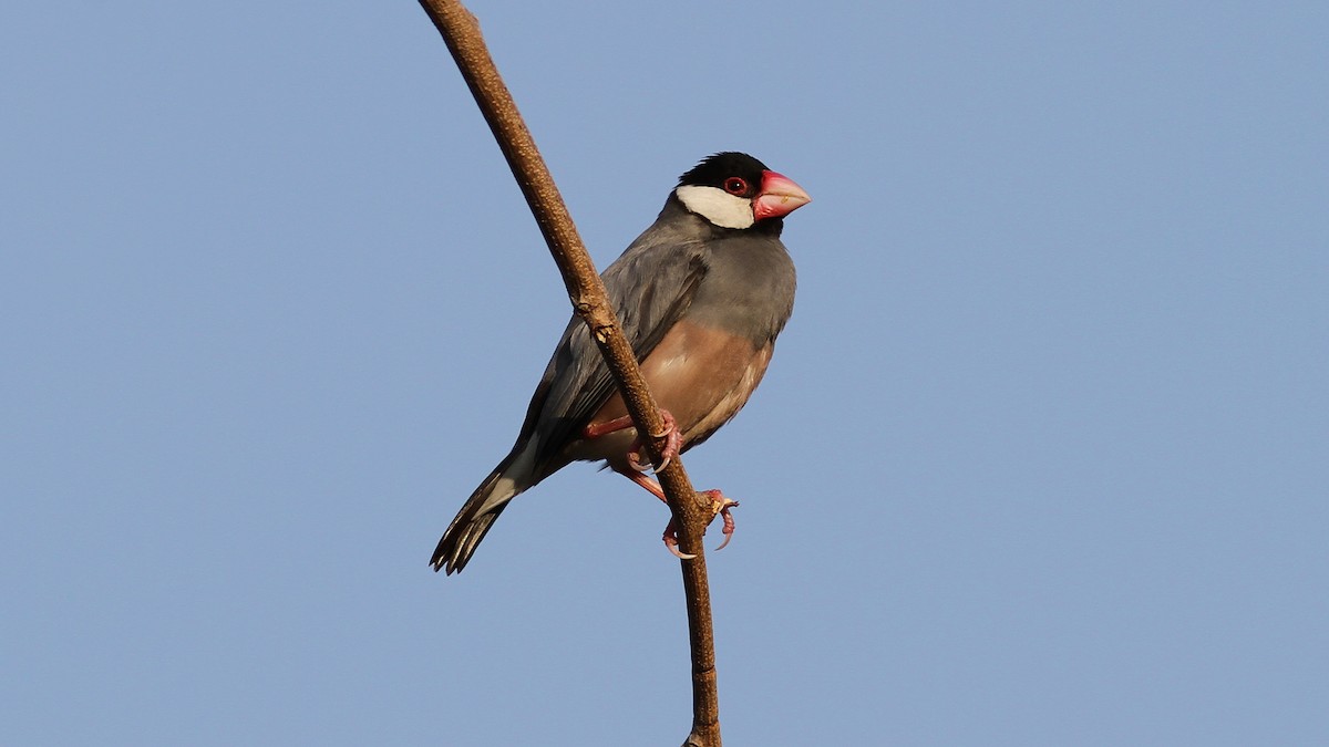 Java Sparrow - ML20843261