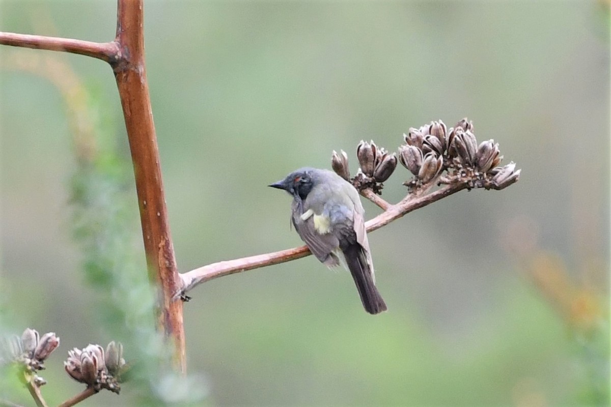 Cassin's Kingbird - ML208433421