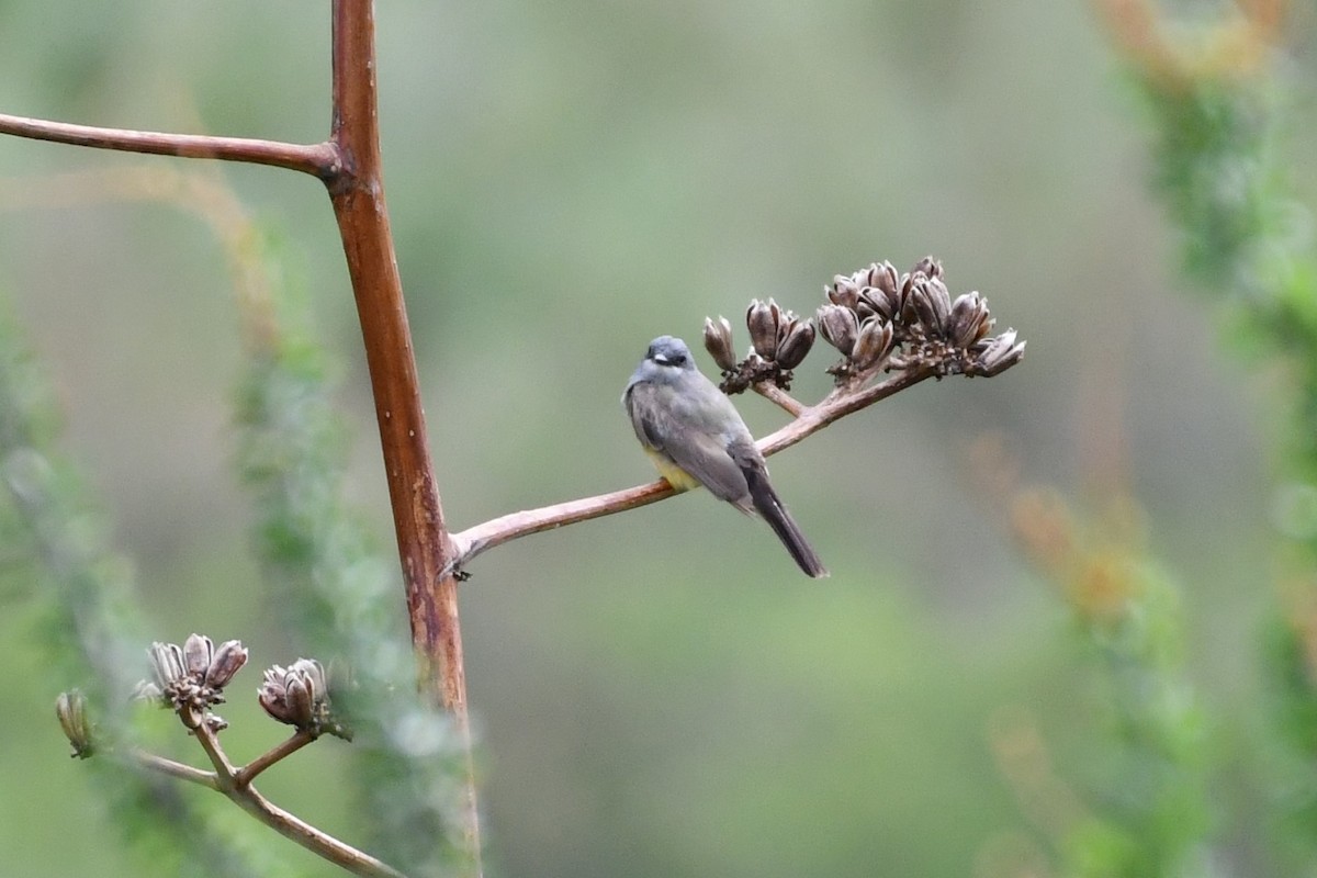 Cassin's Kingbird - ML208433431