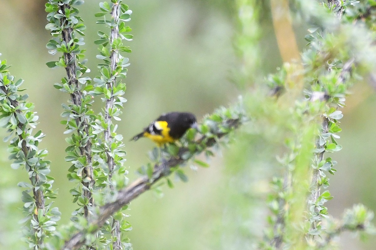 Oriole jaune-verdâtre - ML208433661