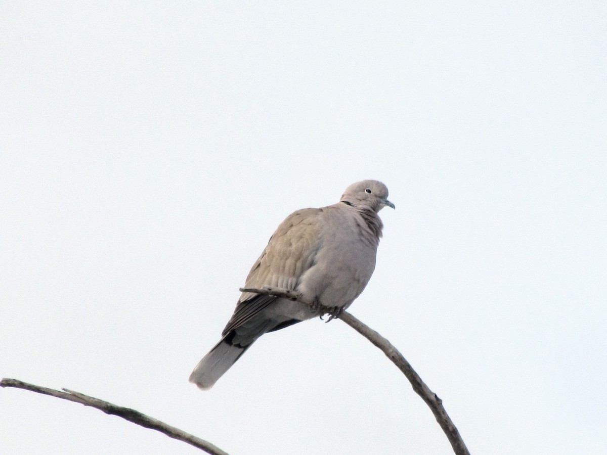 Буулгат хүүрзгэнэ - ML208435191