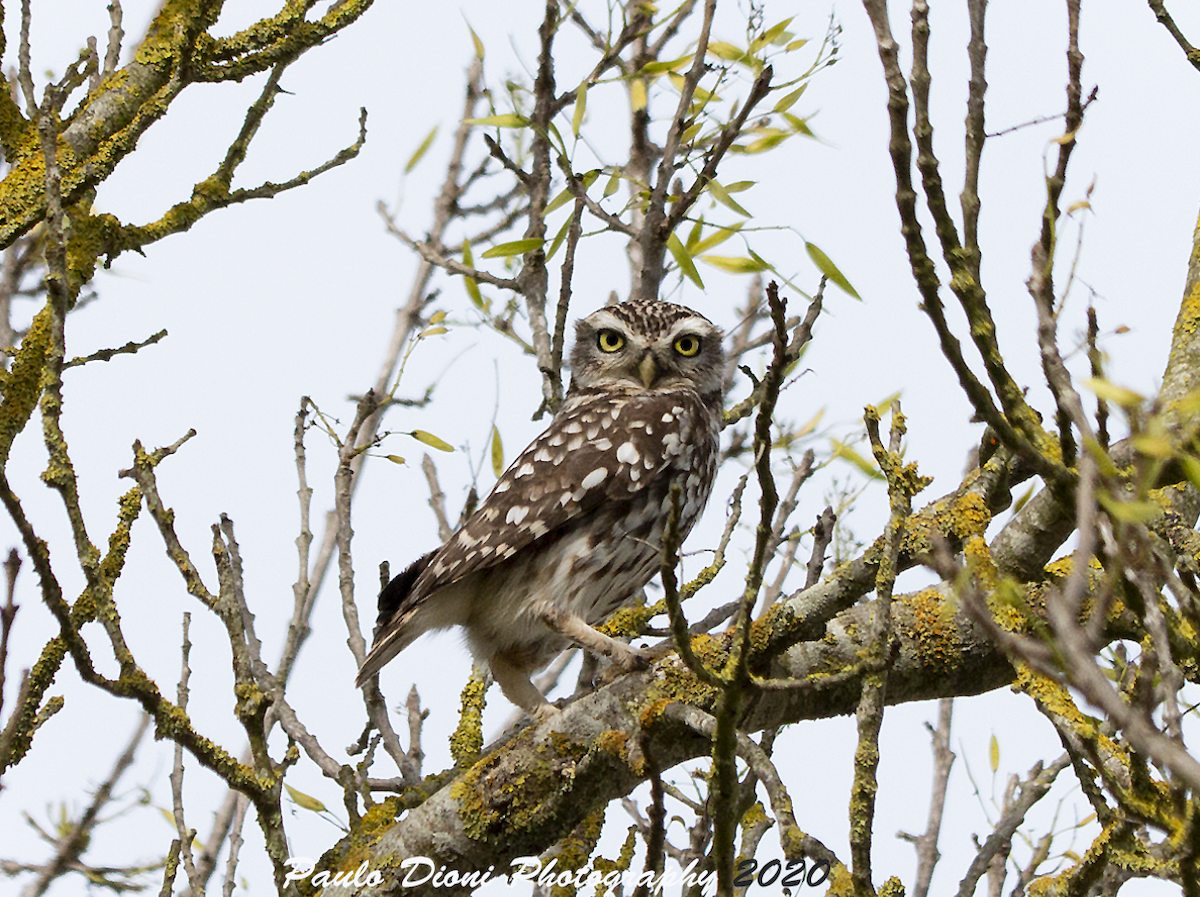 Little Owl - ML208436531