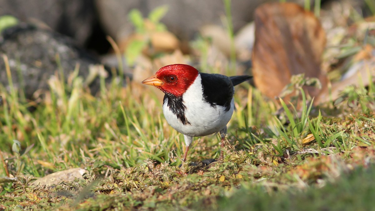 Yellow-billed Cardinal - ML20843681