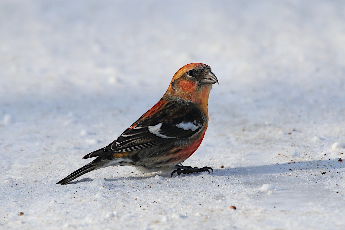 White-winged Crossbill - ML208436881